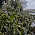 À Rennes, jussie et élodée gagnent du terrain sur la Vilaine