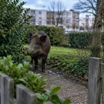 Un sanglier aperçu dans le quartier de Maurepas à Rennes