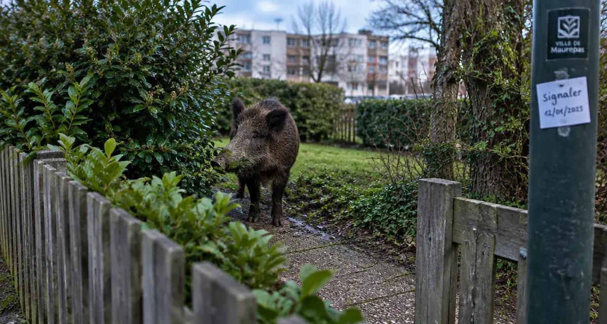 Un sanglier aperçu dans le quartier de Maurepas à Rennes